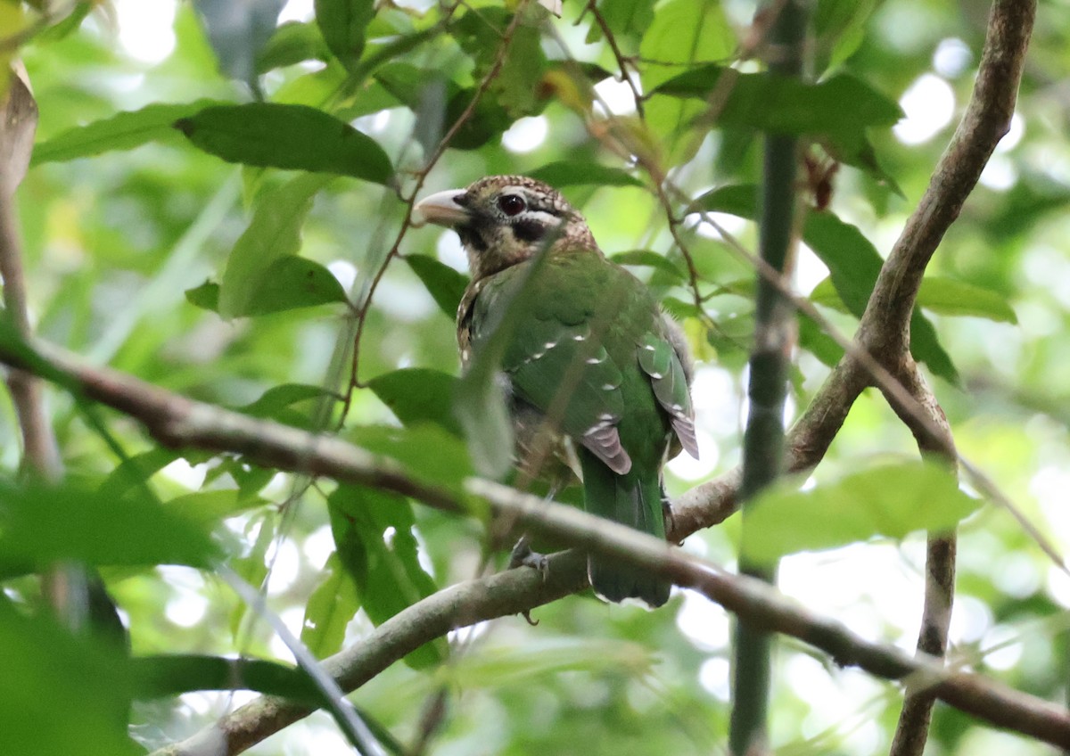 Benekli Kedikuşu - ML646829416