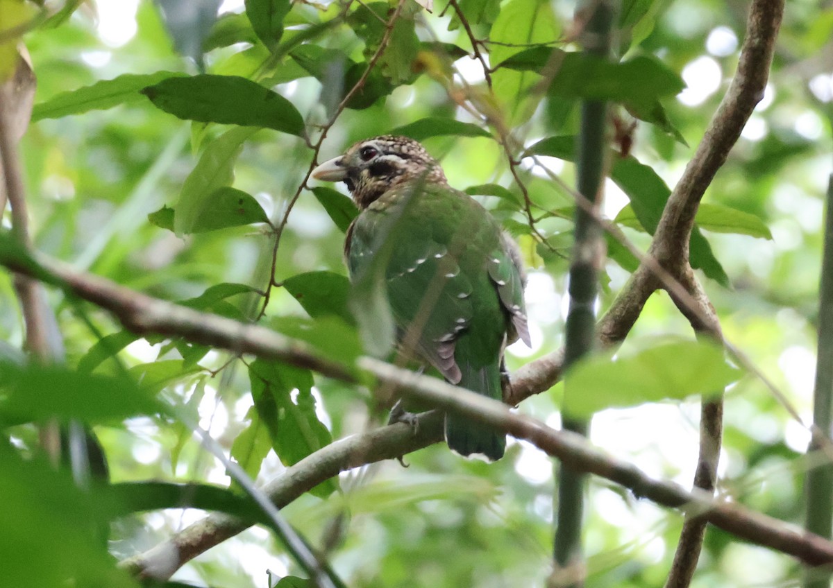 Benekli Kedikuşu - ML646829417