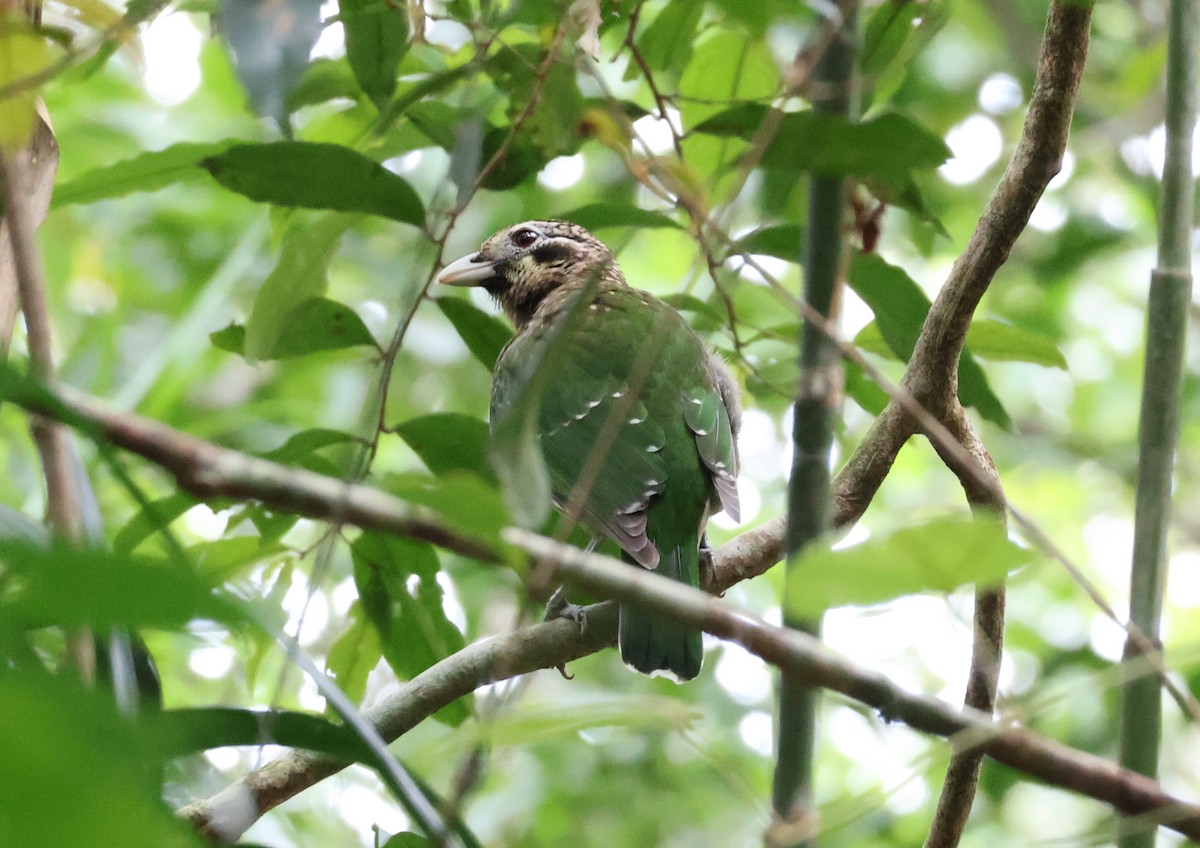 Benekli Kedikuşu - ML646829418