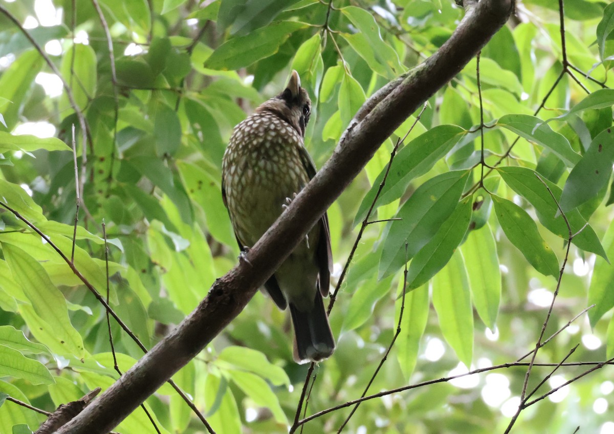 Benekli Kedikuşu - ML646829420