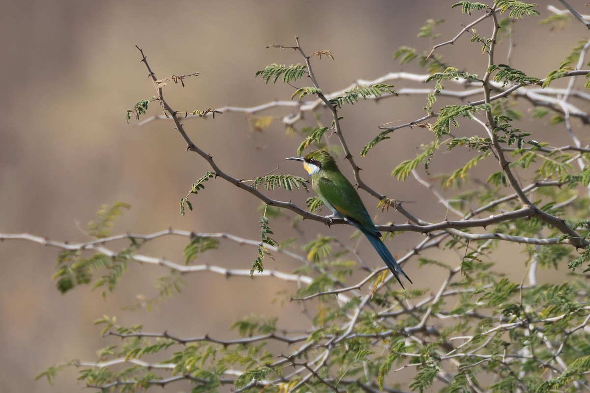 Kırlangıç Kuyruklu Arıkuşu - ML646829422