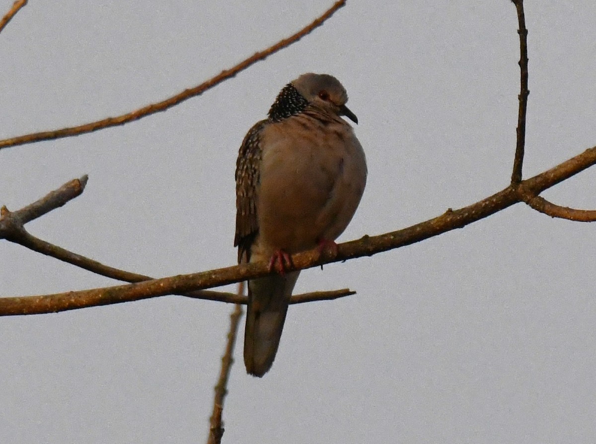 Küpeli Üveyik - ML646829425