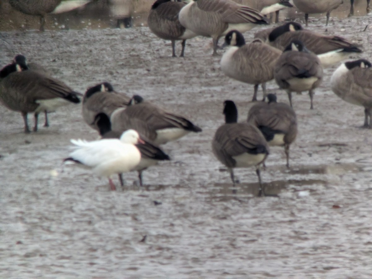 Ánsar de Ross - ML646829426