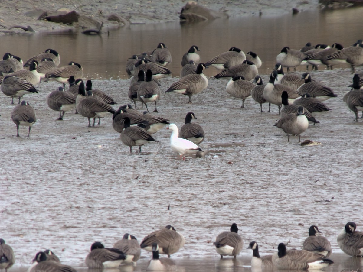 Ánsar de Ross - ML646829427