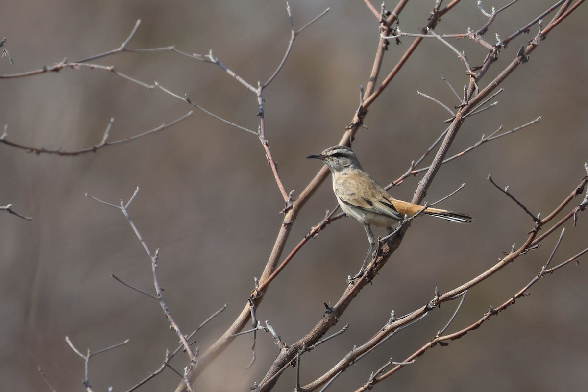 Kalahari Çalı Bülbülü - ML646829428