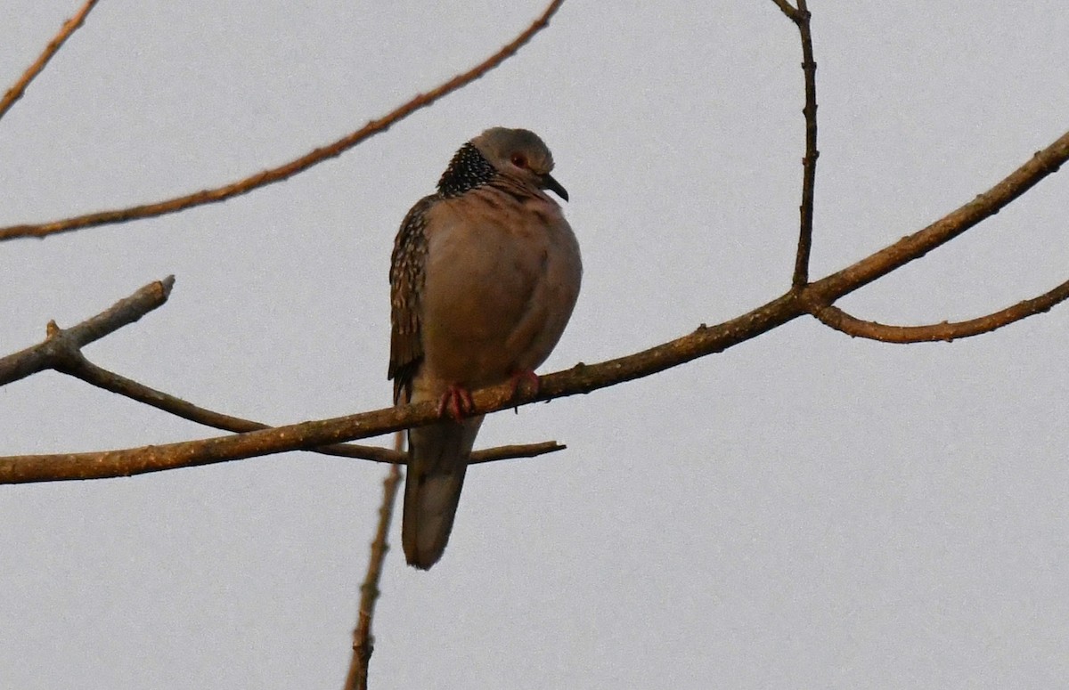 Küpeli Üveyik - ML646829432