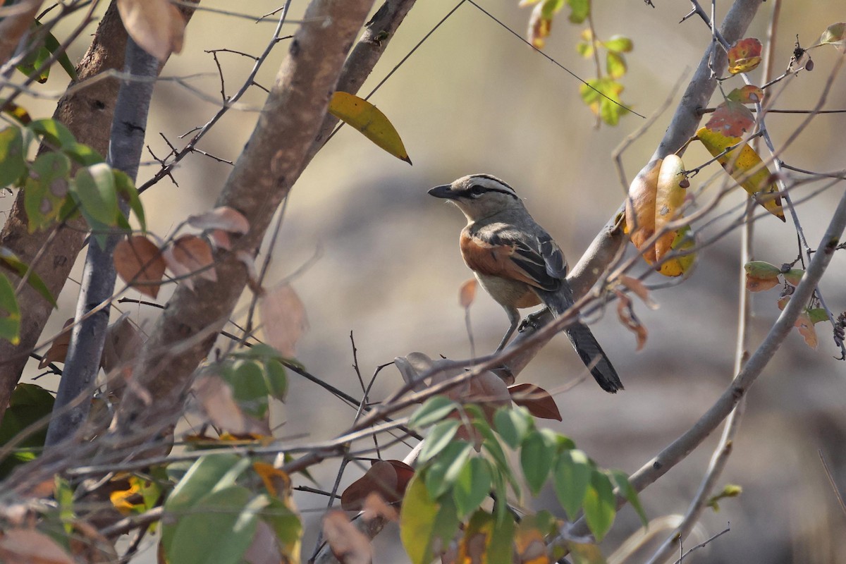 Boz Başlıklı Çagra - ML646829433