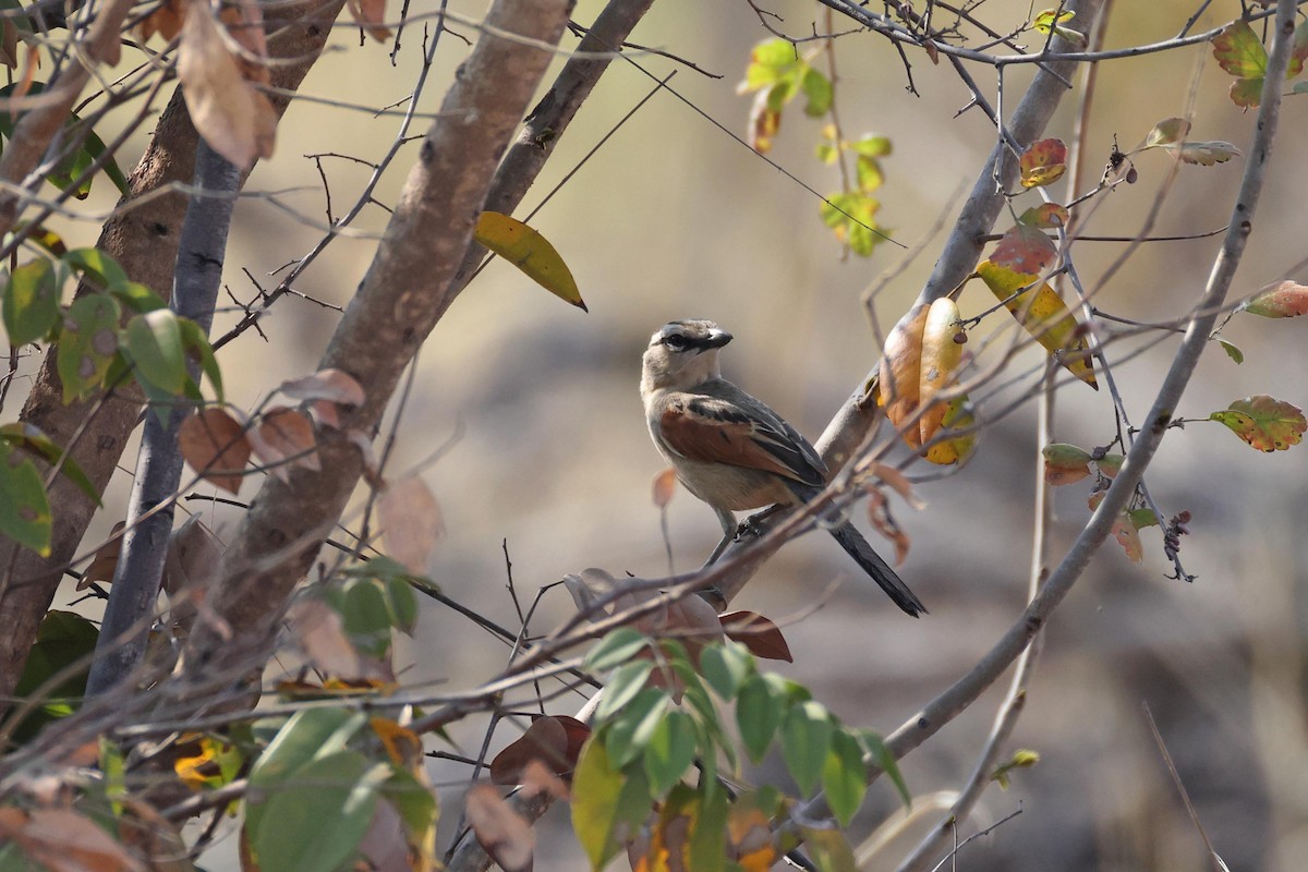 Boz Başlıklı Çagra - ML646829434