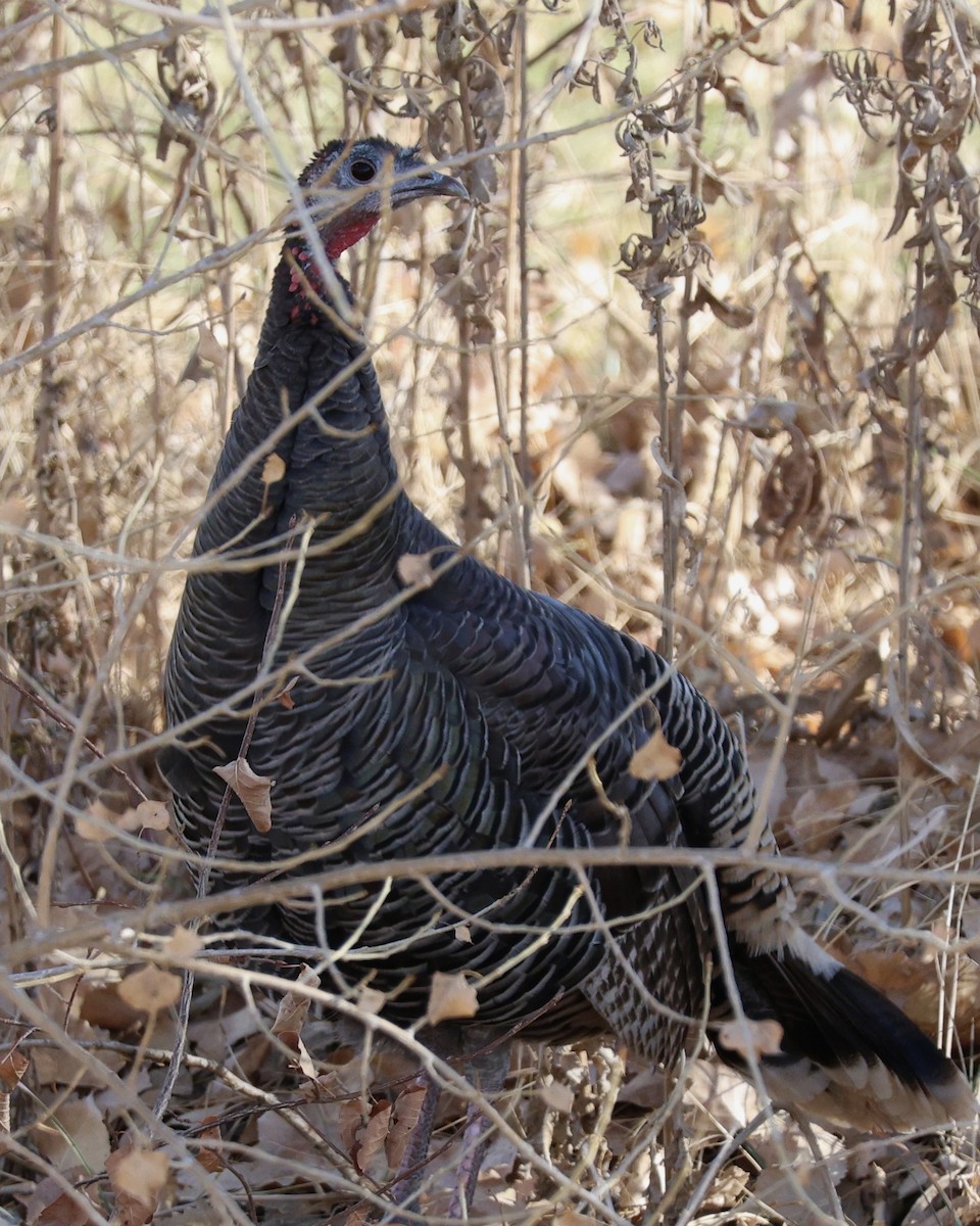 Yabani Hindi - ML646829435