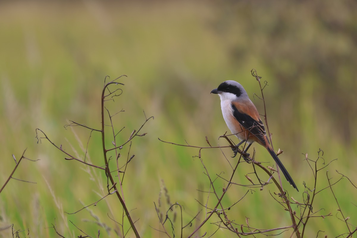 Uzun Kuyruklu Örümcekkuşu (schach) - ML646829437