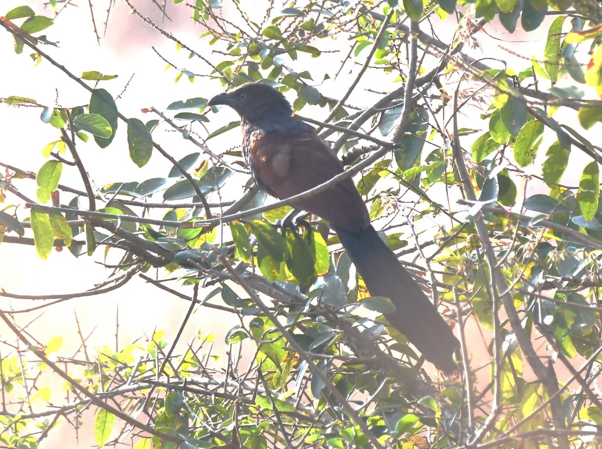 Büyük Kukal - ML646829438