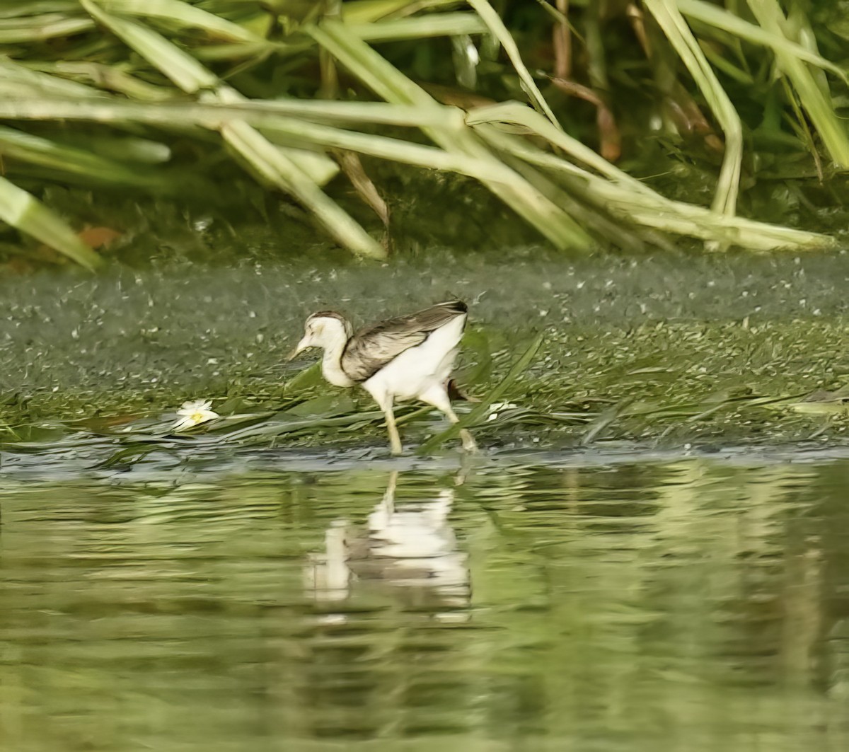 Jacana Crestada - ML646829439