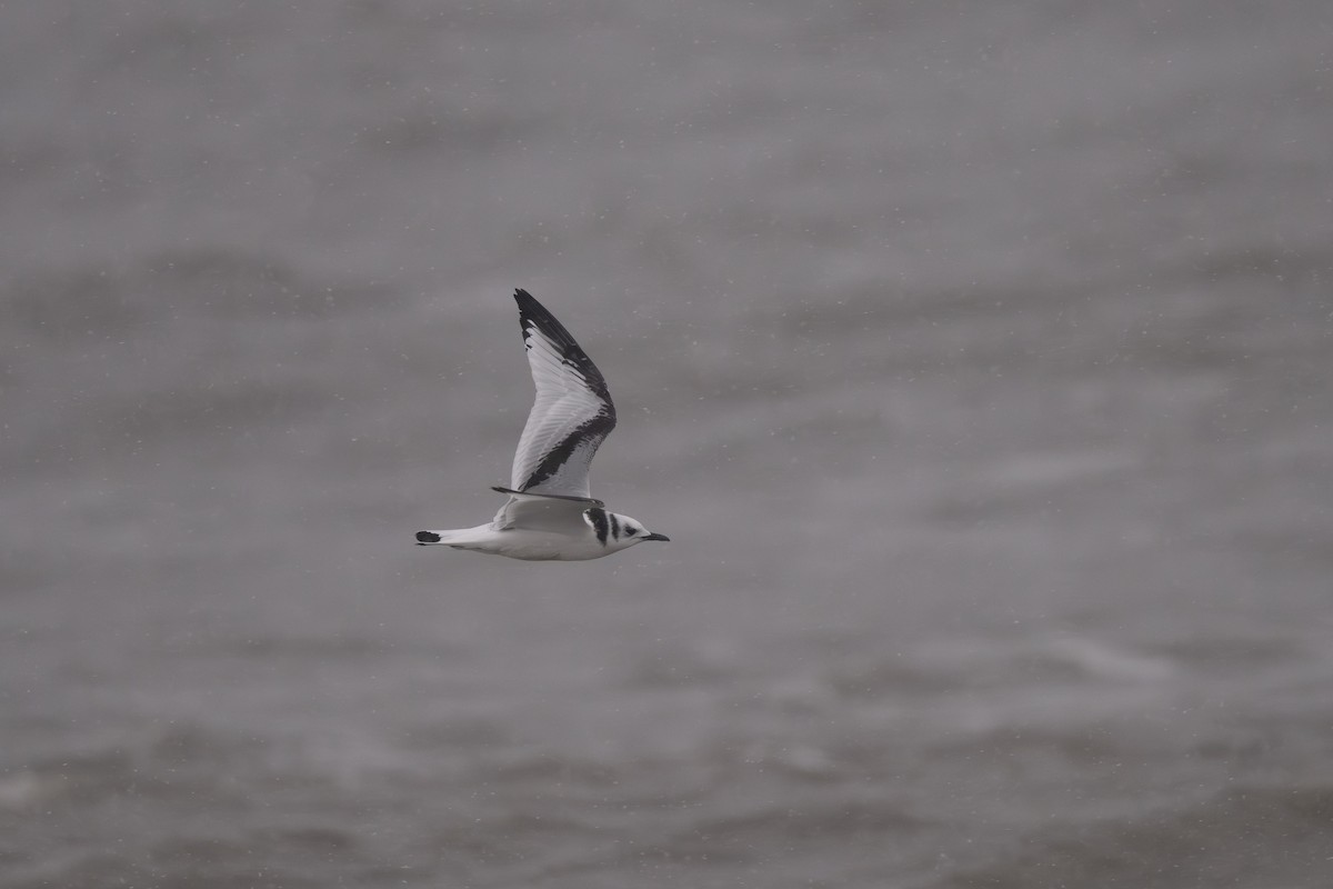 Моевка - ML646829440