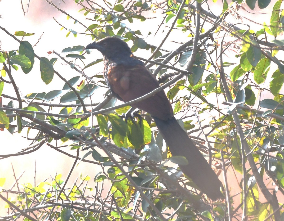 Büyük Kukal - ML646829441