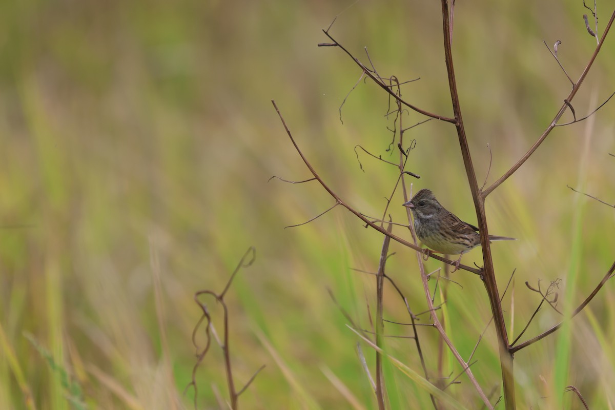 Kara Suratlı Çinte - ML646829442