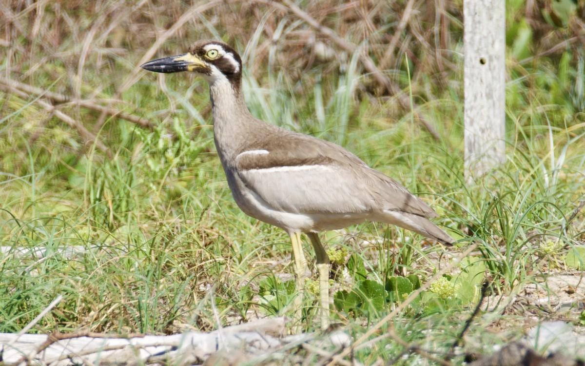 Beach Thick-knee - ML646829443
