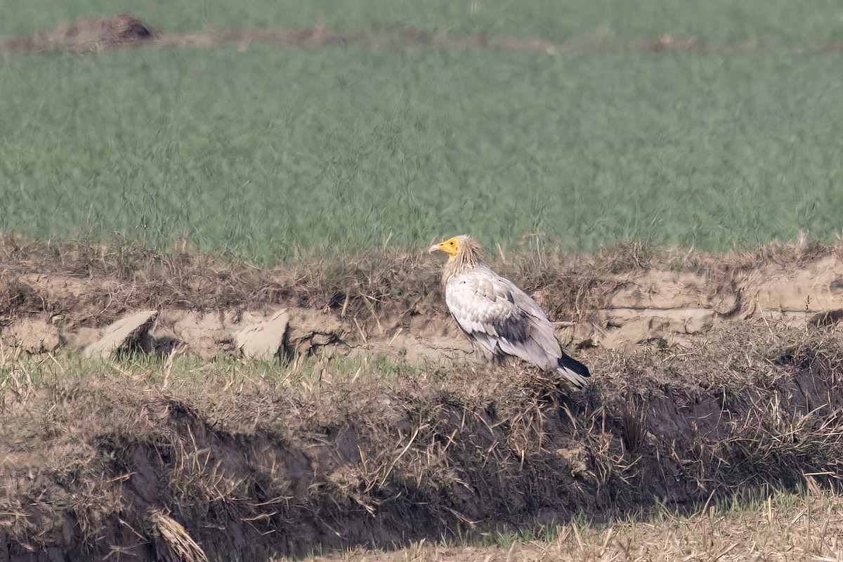 Стерв'ятник білий - ML646829444