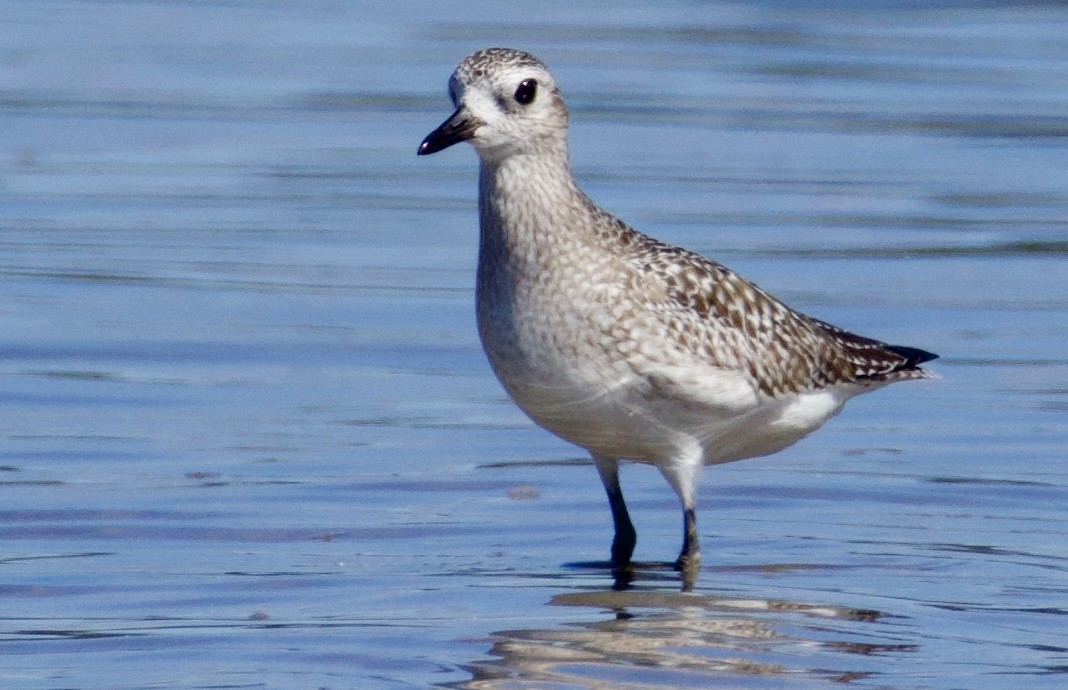 Black-bellied Plover - ML646829447