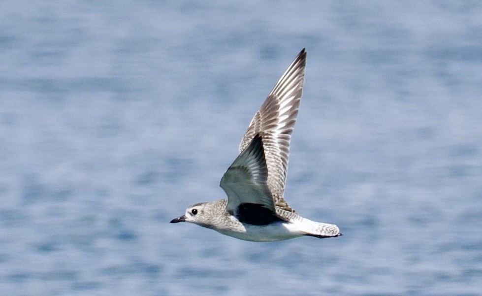 Black-bellied Plover - ML646829448