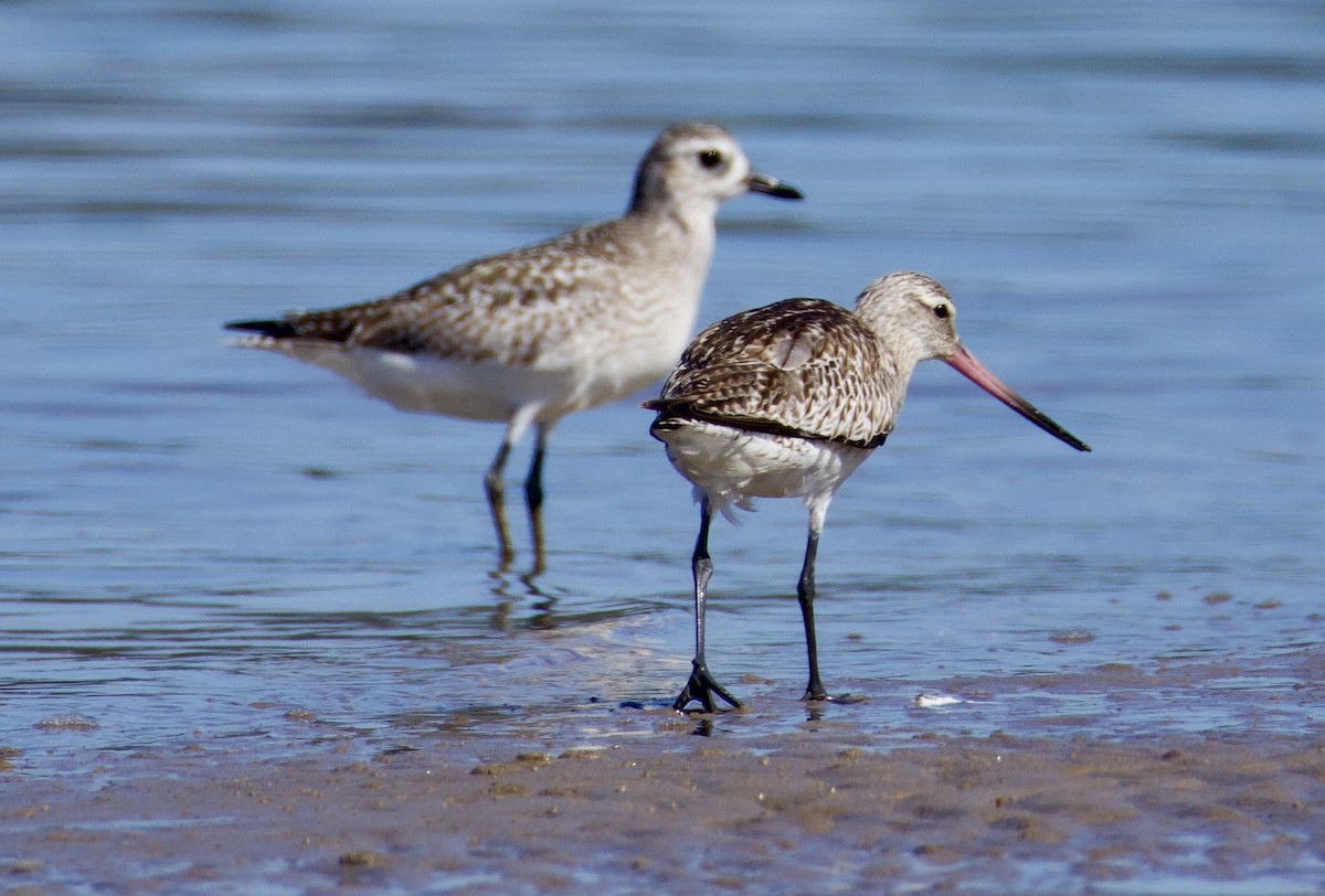 Black-bellied Plover - ML646829449
