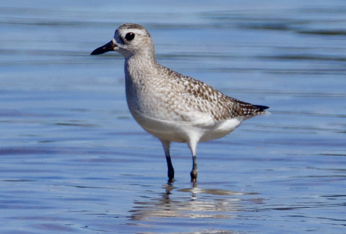Black-bellied Plover - ML646829450