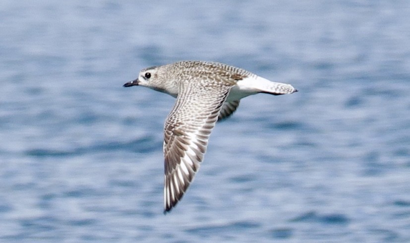 Black-bellied Plover - ML646829451
