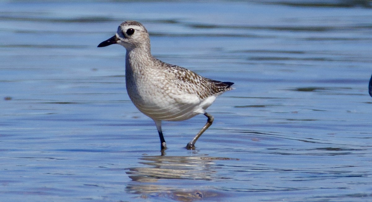 Black-bellied Plover - ML646829452