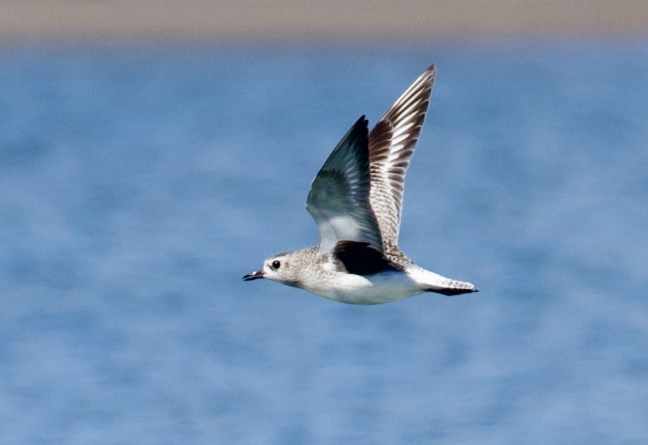 Black-bellied Plover - ML646829453