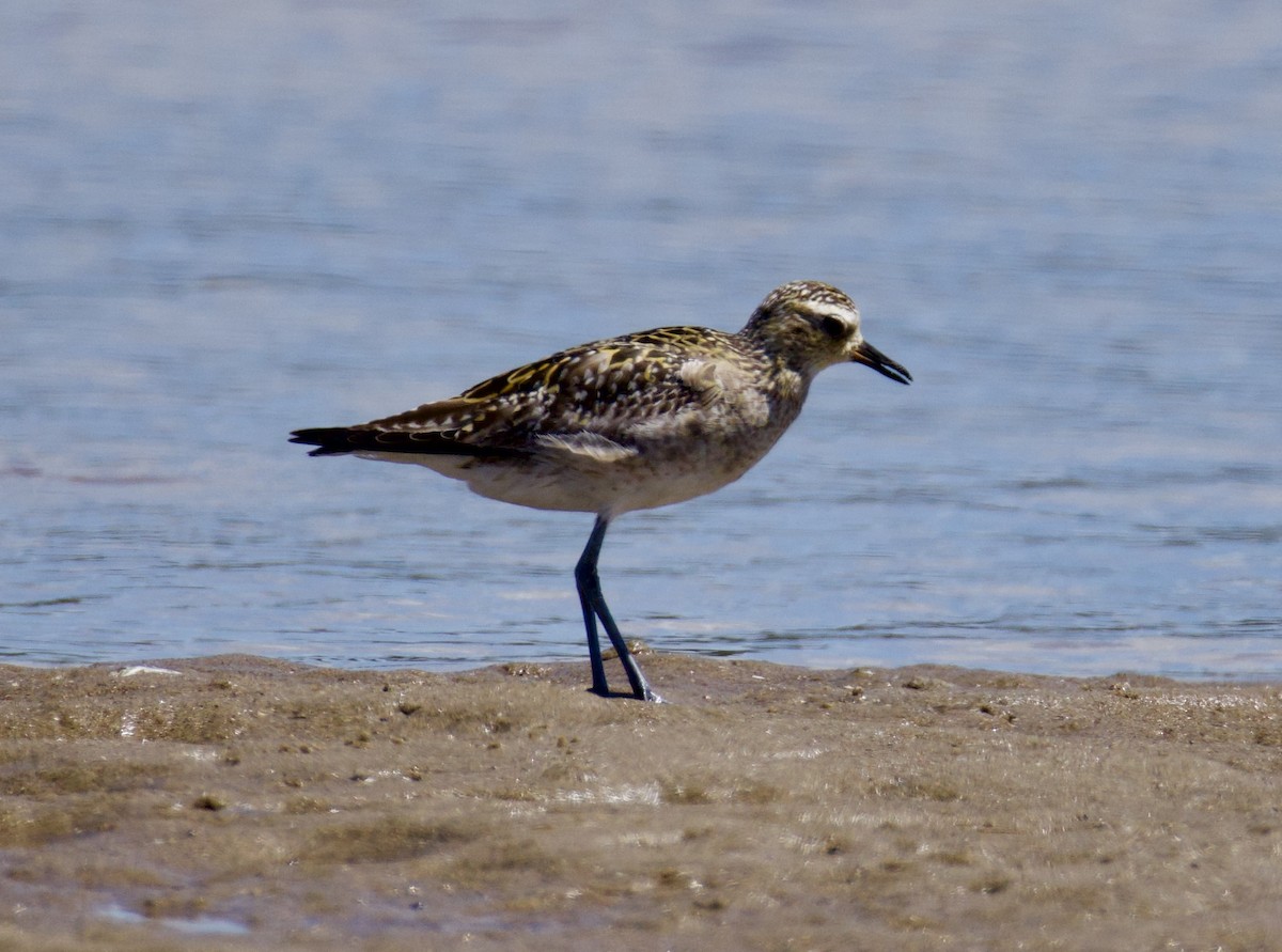 Pacific Golden-Plover - ML646829455