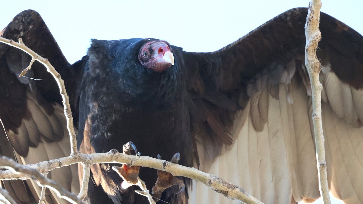 Turkey Vulture - ML646829457