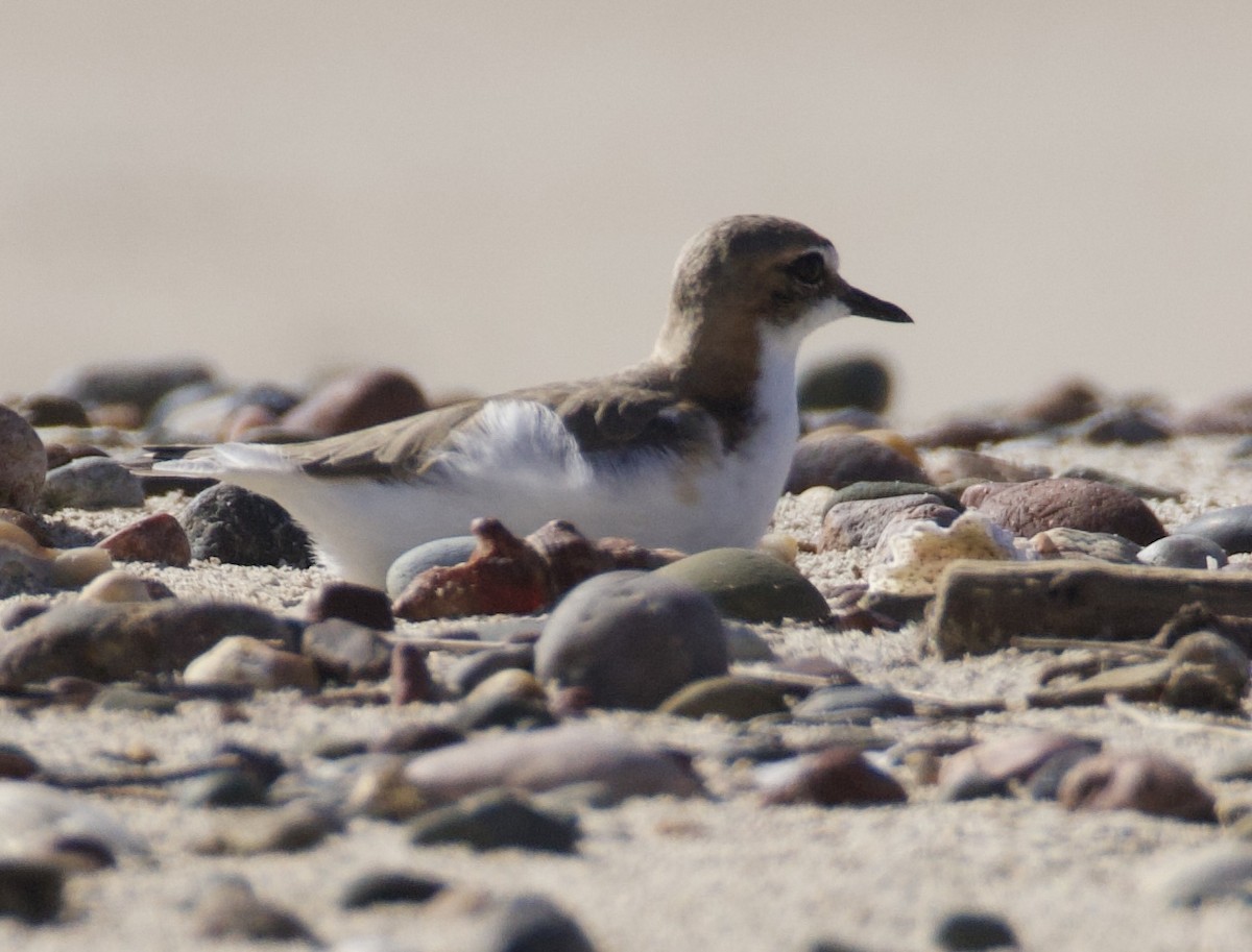 Red-capped Plover - ML646829458