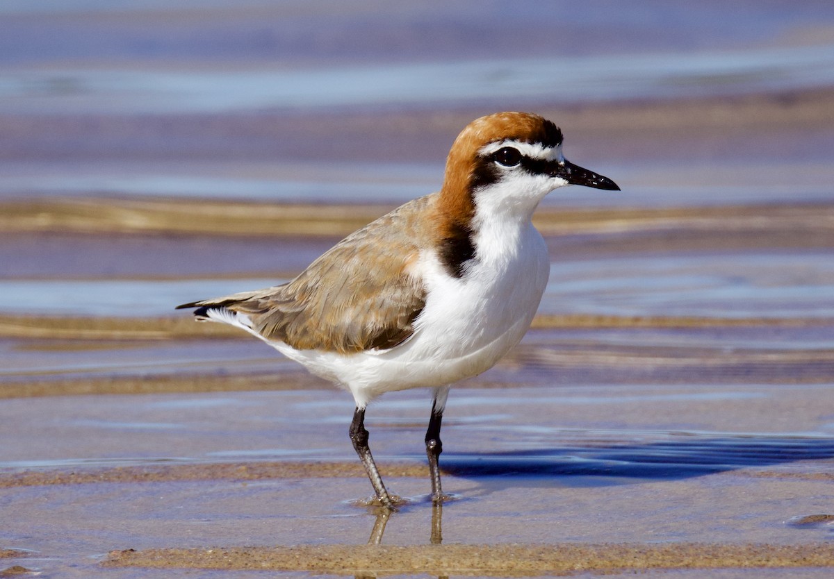 Red-capped Plover - ML646829459