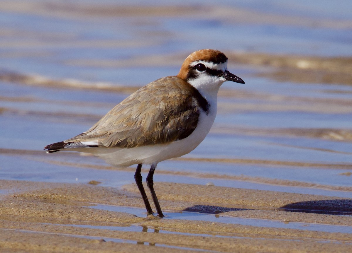 Red-capped Plover - ML646829460