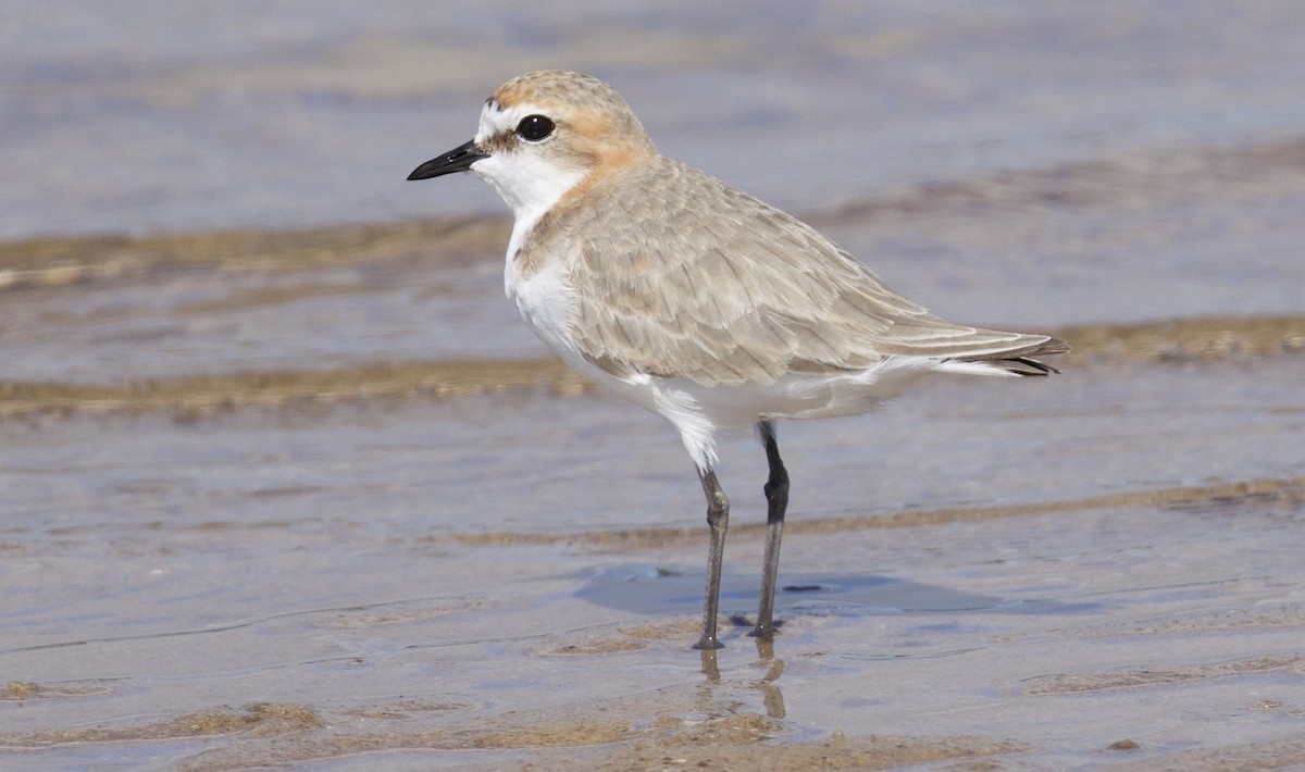 Red-capped Plover - ML646829461