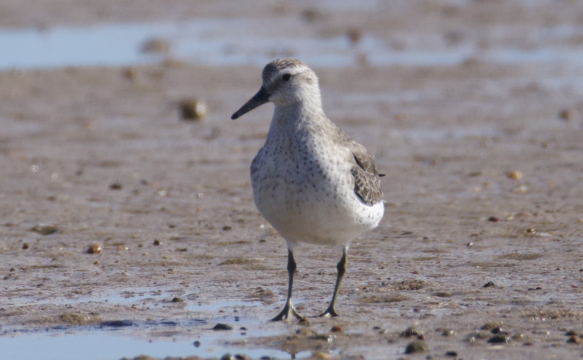 Red Knot - ML646829466