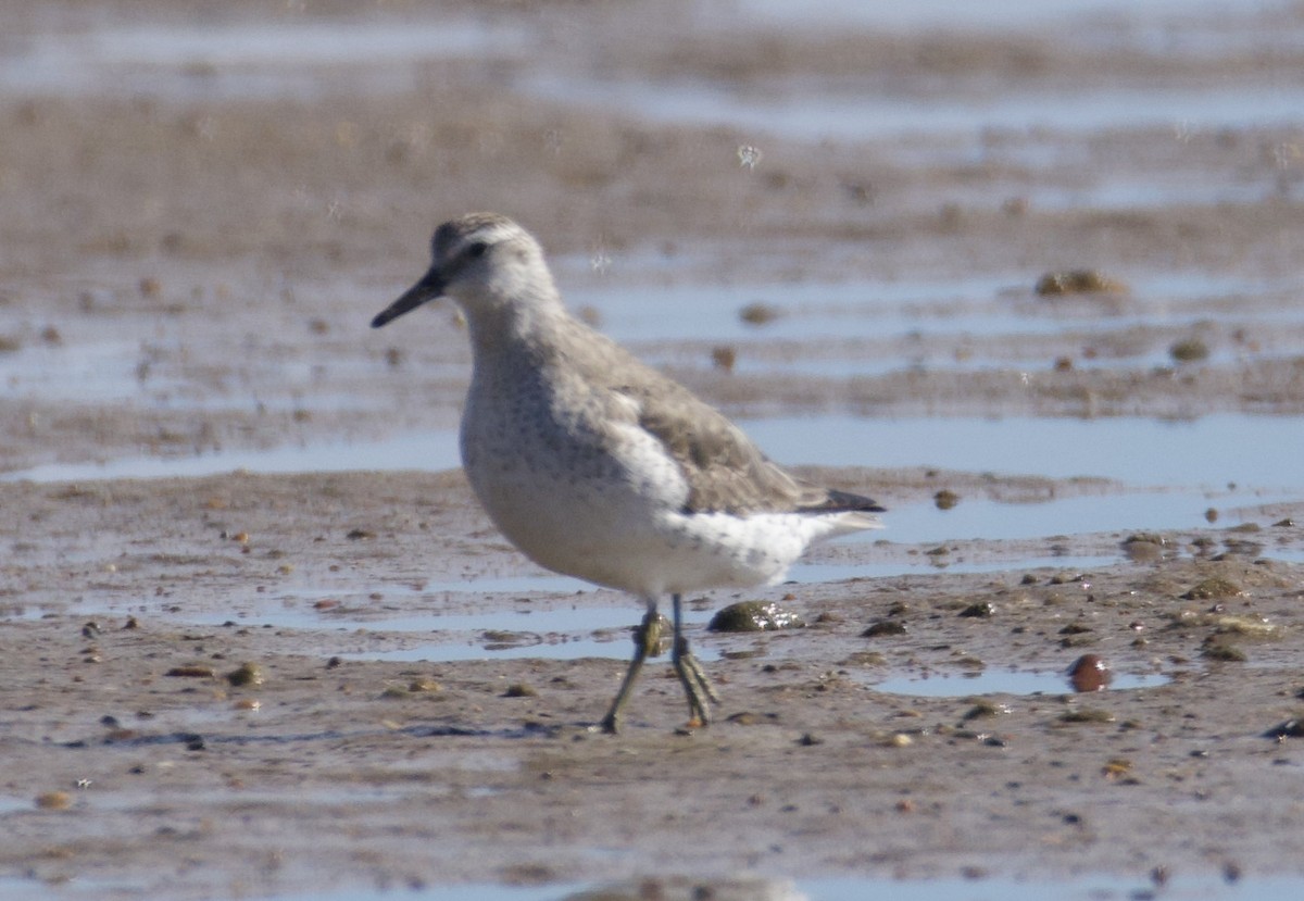 Red Knot - ML646829467