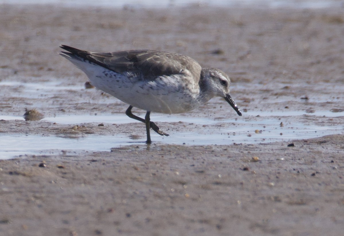 Red Knot - ML646829468