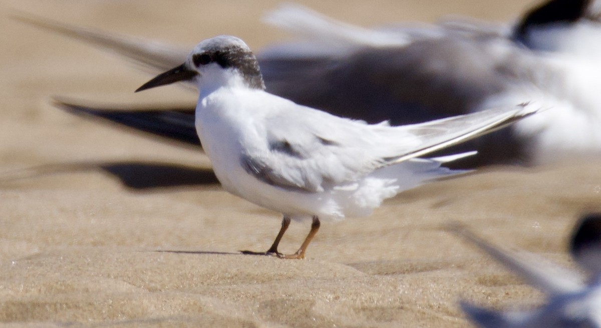 Zwergseeschwalbe - ML646829470