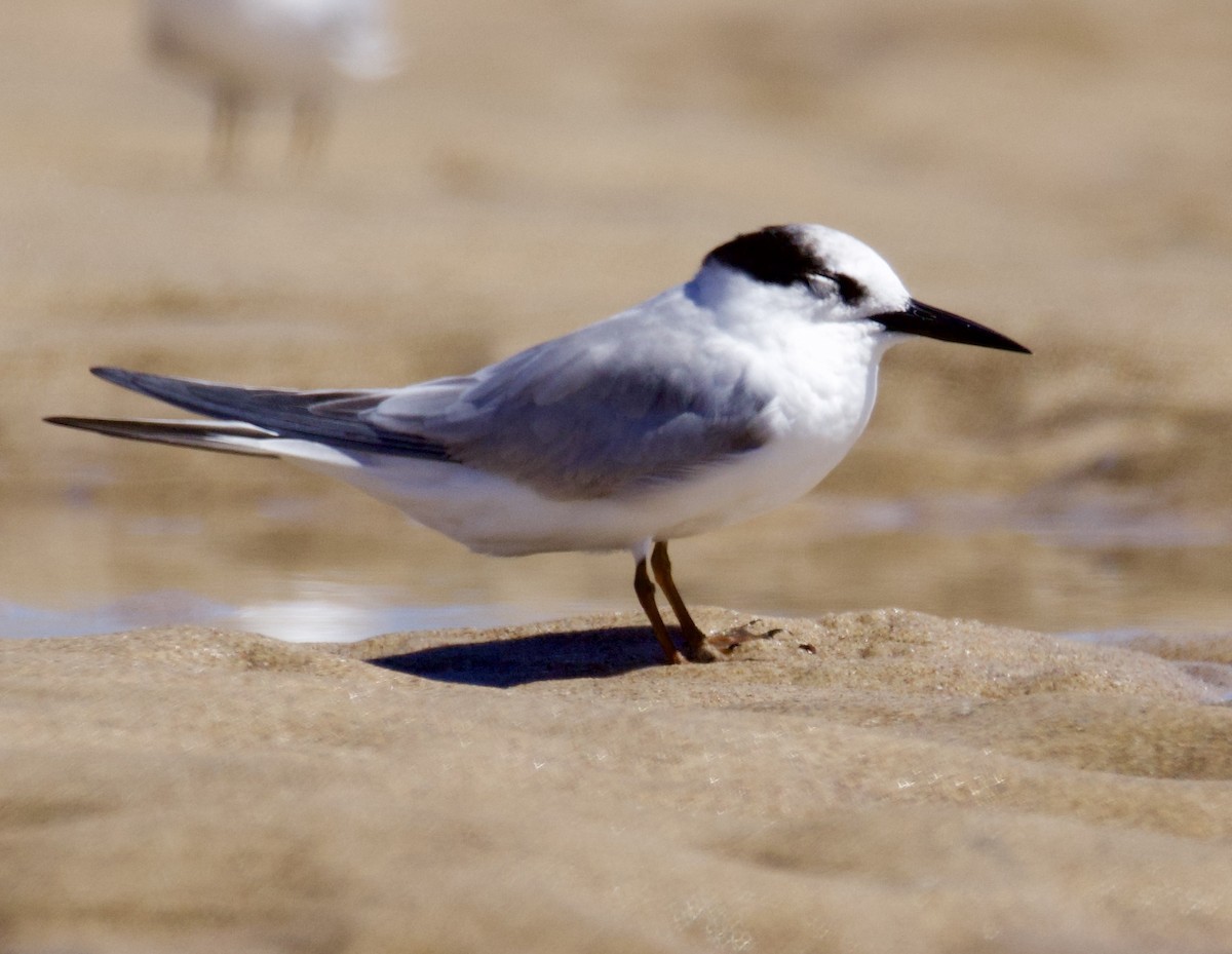 Zwergseeschwalbe - ML646829471