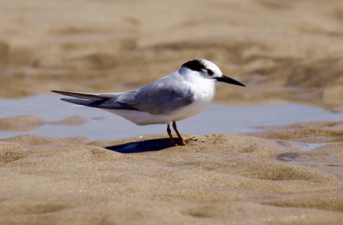 Zwergseeschwalbe - ML646829472