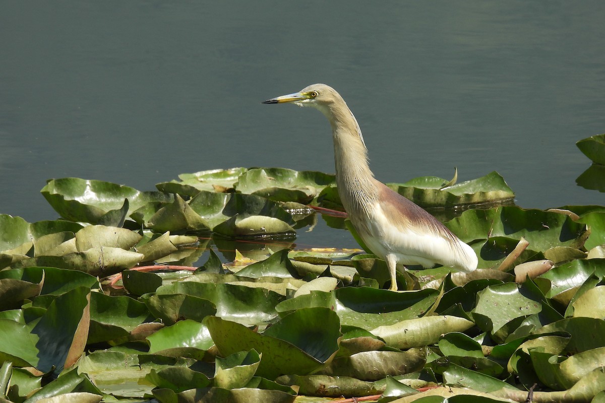 Indian Pond-Heron - ML646829474