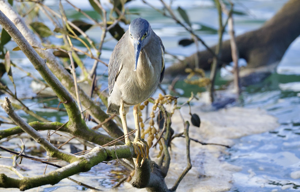 Little Heron - ML646829476