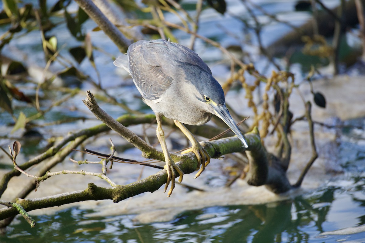 Little Heron - ML646829477