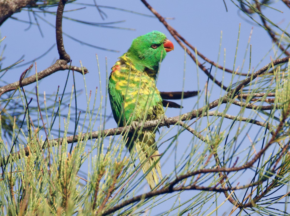 Scaly-breasted Lorikeet - ML646829480
