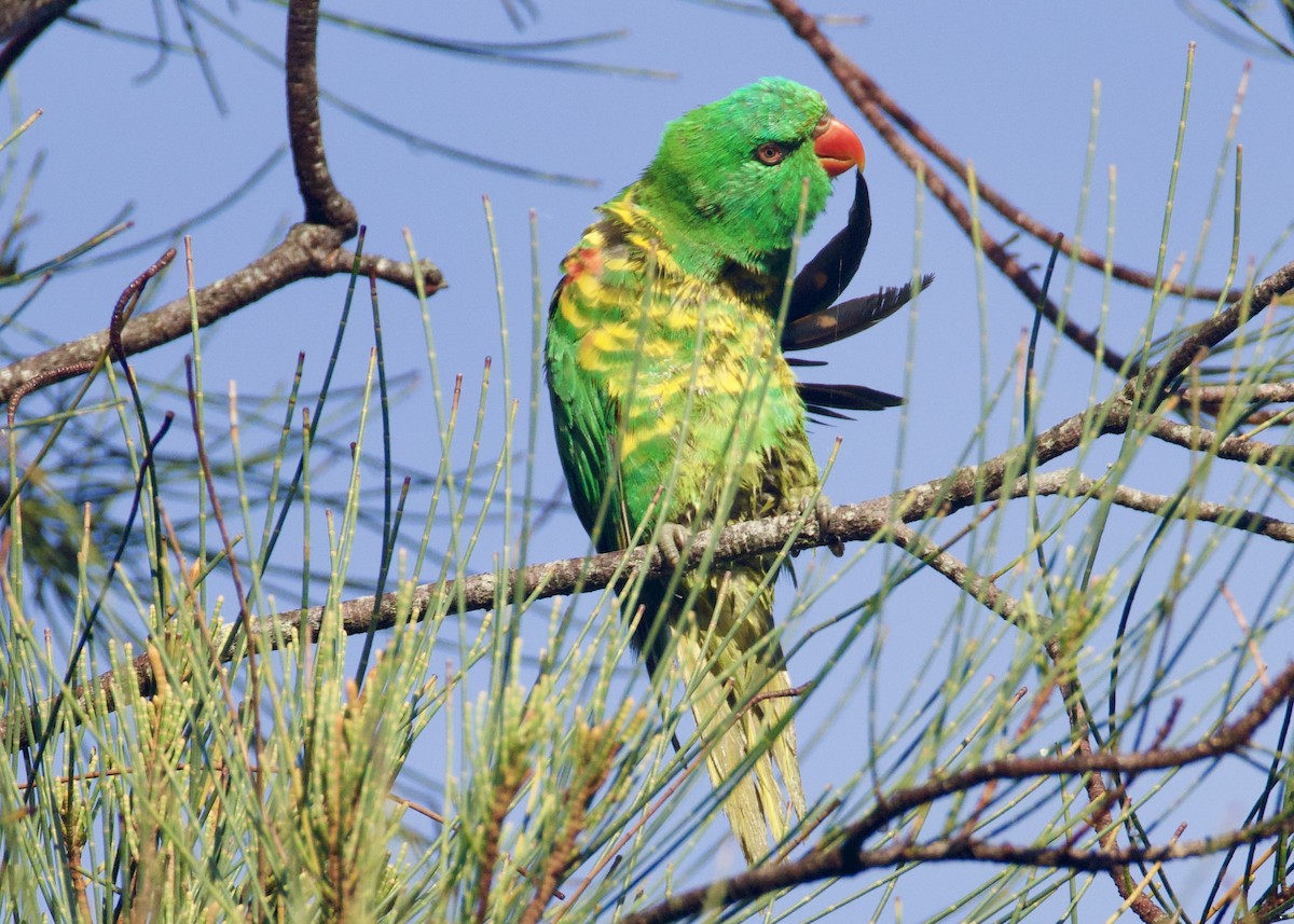 Scaly-breasted Lorikeet - ML646829481