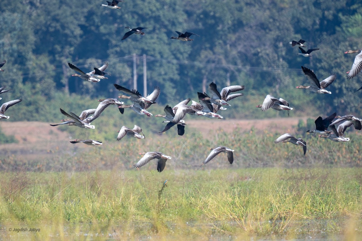 Graylag Goose - ML646829485