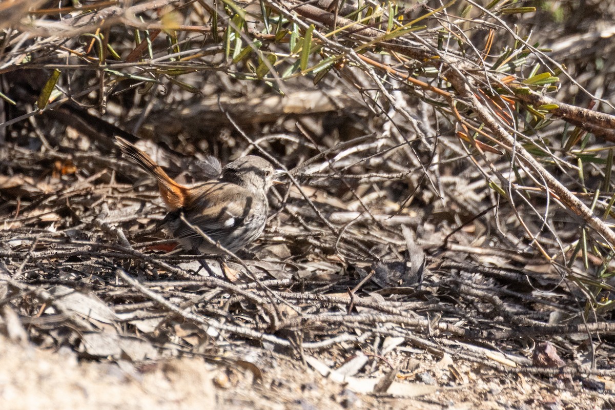 Shy Heathwren - ML646829486