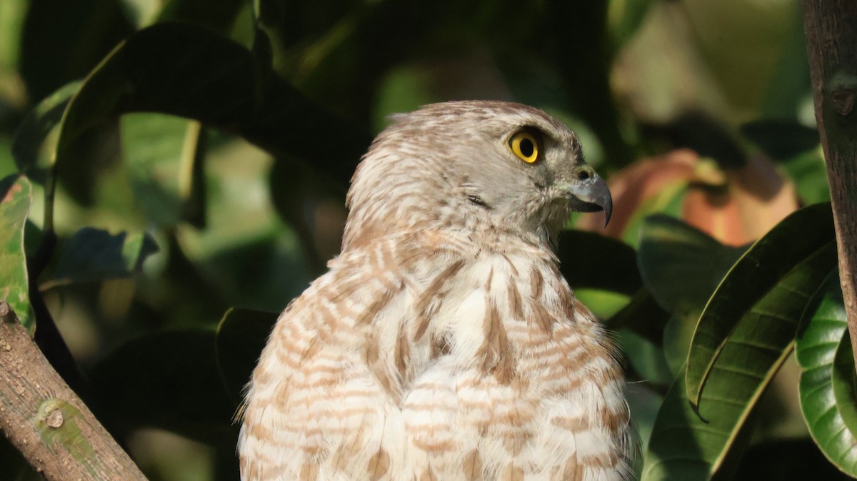 Gavilán Chikra - ML646829489