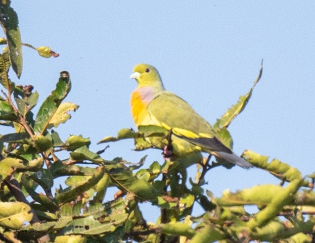 橙胸綠鳩 - ML646829492