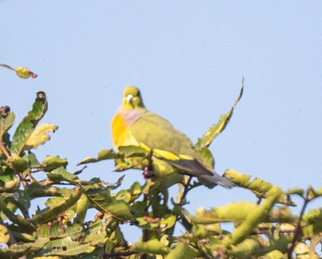 橙胸綠鳩 - ML646829493